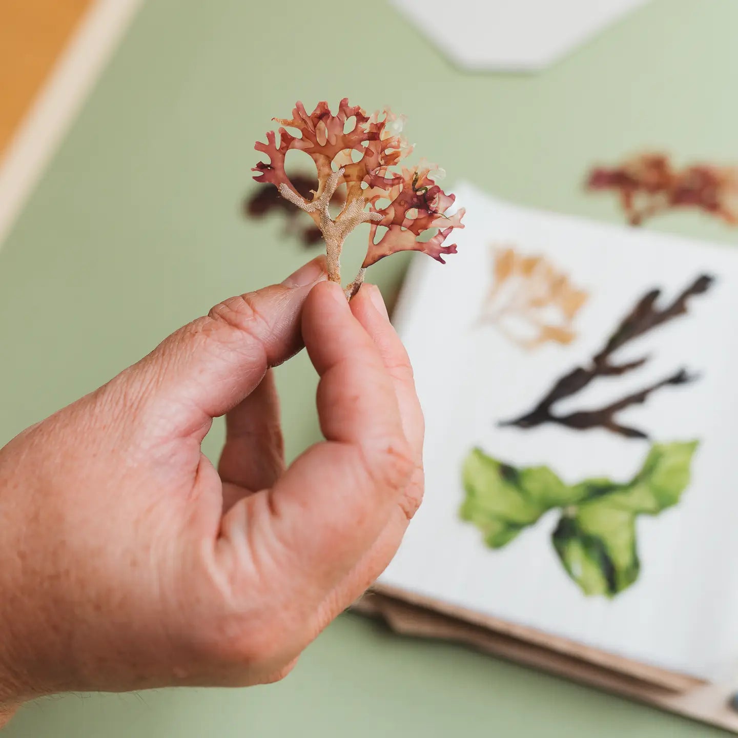 Seaweed Press Kit