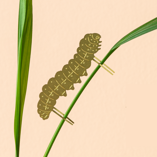 Plant animal caterpillar